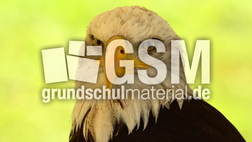 Weißkopf-Seeadler (11).jpg